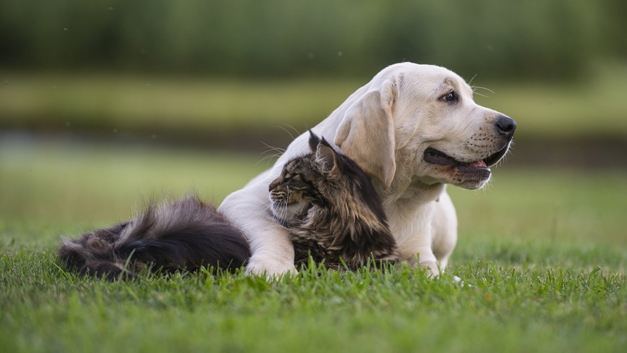 dog and cat on the grass